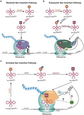 Unconventional genetic code systems in archaea